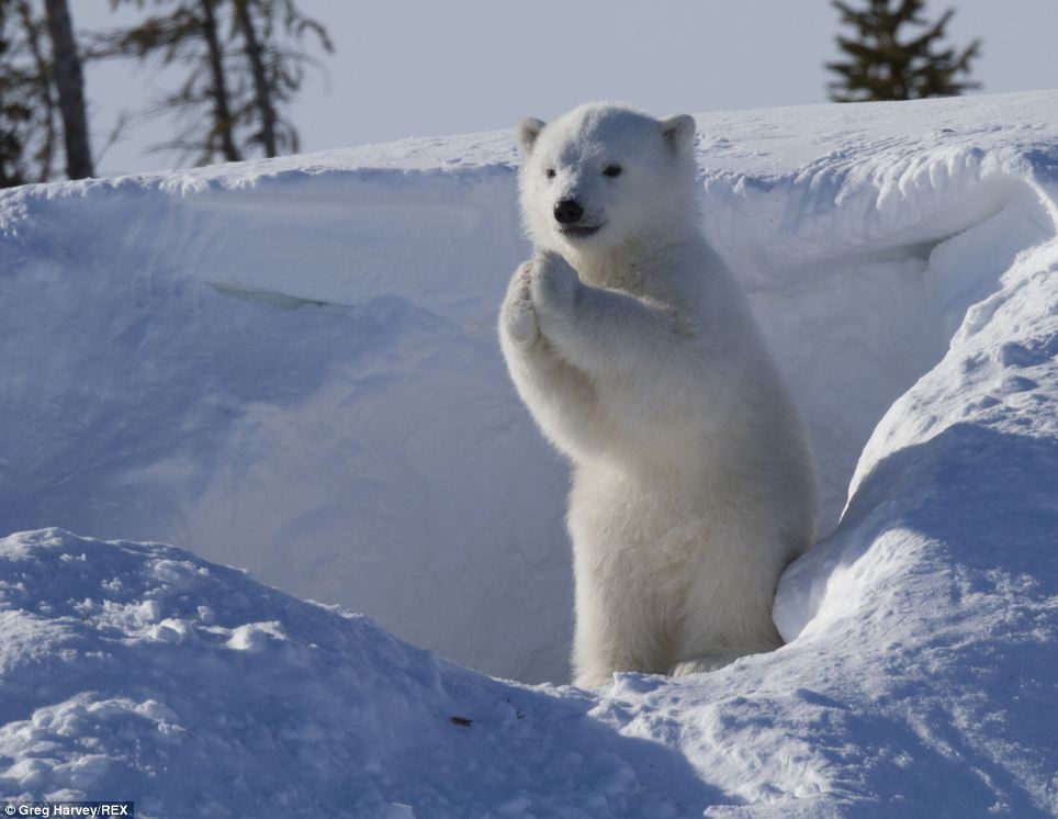 Stunning: After waving, the cub was seen pressing its paws together in a 'praying' position. The images were taken by 43-year-old wildlife photographer Greg Harvey