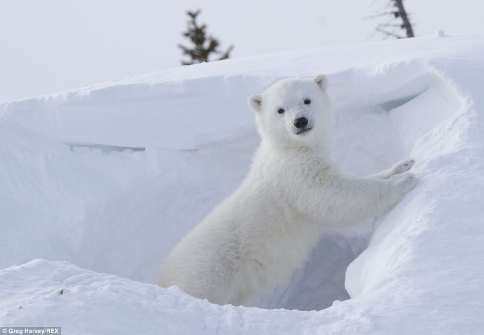 Having a stretch: Mr Harvey, from Atlanta, spends his time capturing anthropomorphic images. Above, the cub stretches its front legs at the entrance to the den