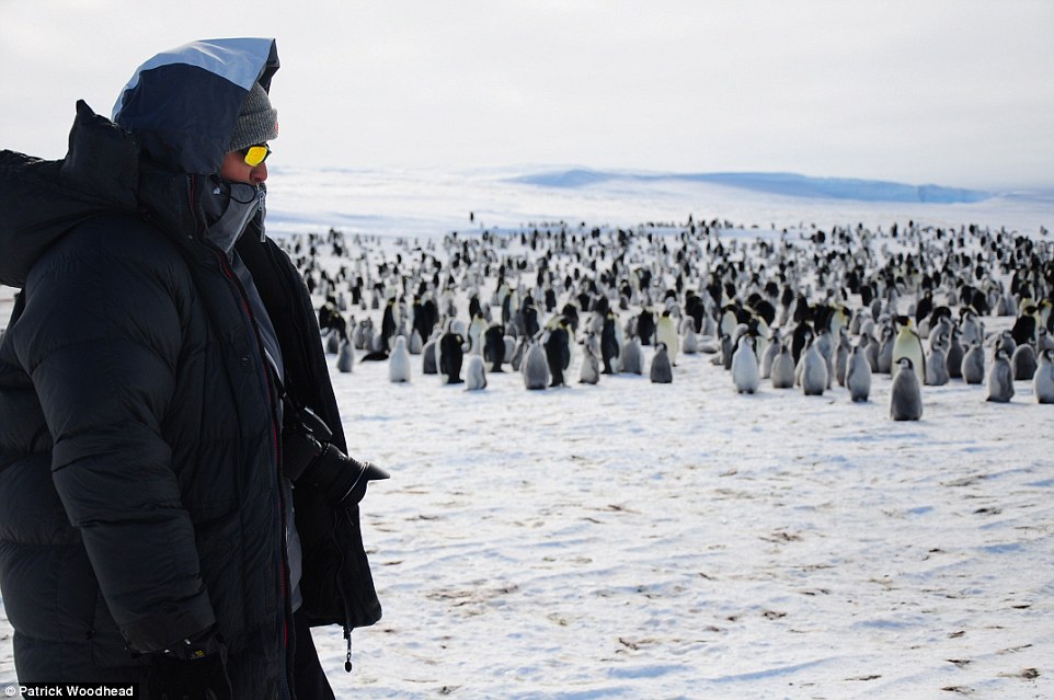 A member of the Saudi royal family has his picture taking with penguins on a family tour of the region